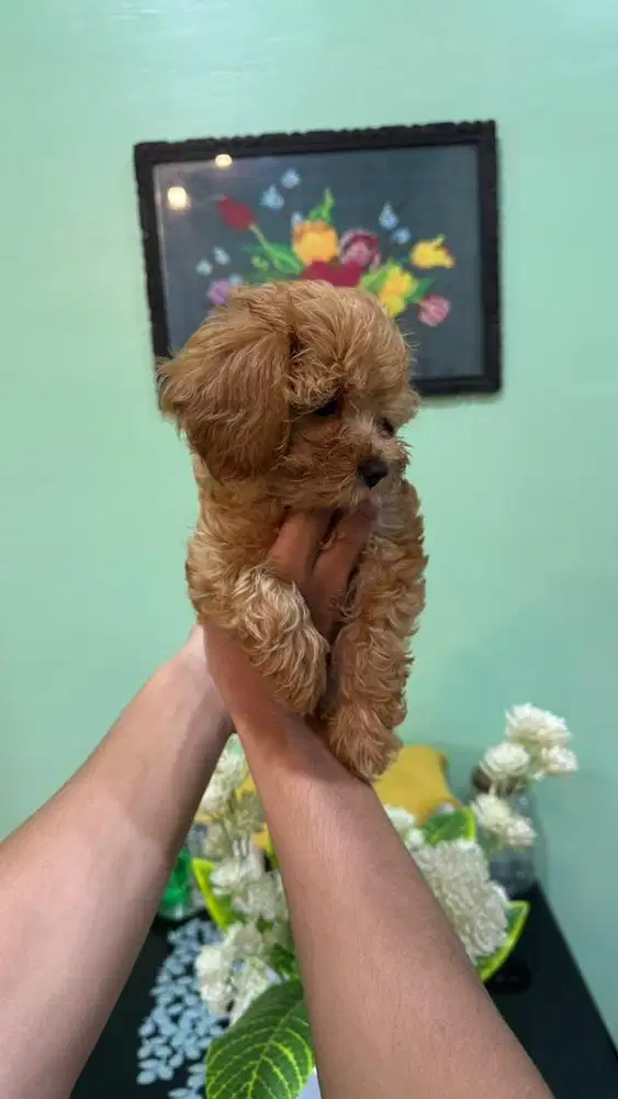 Anjing Red toy poodle