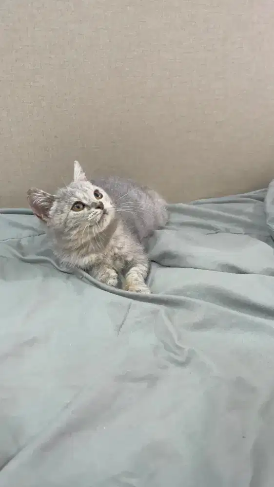 BSH British Shorthair Blue Tabby Betina