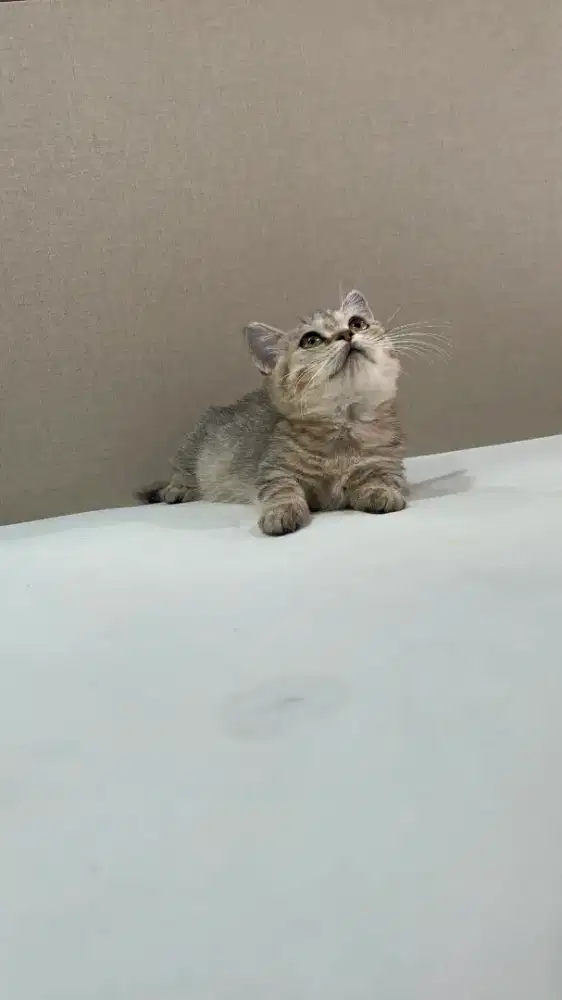 BSH British Shorthair Munchkin Tabby Betina