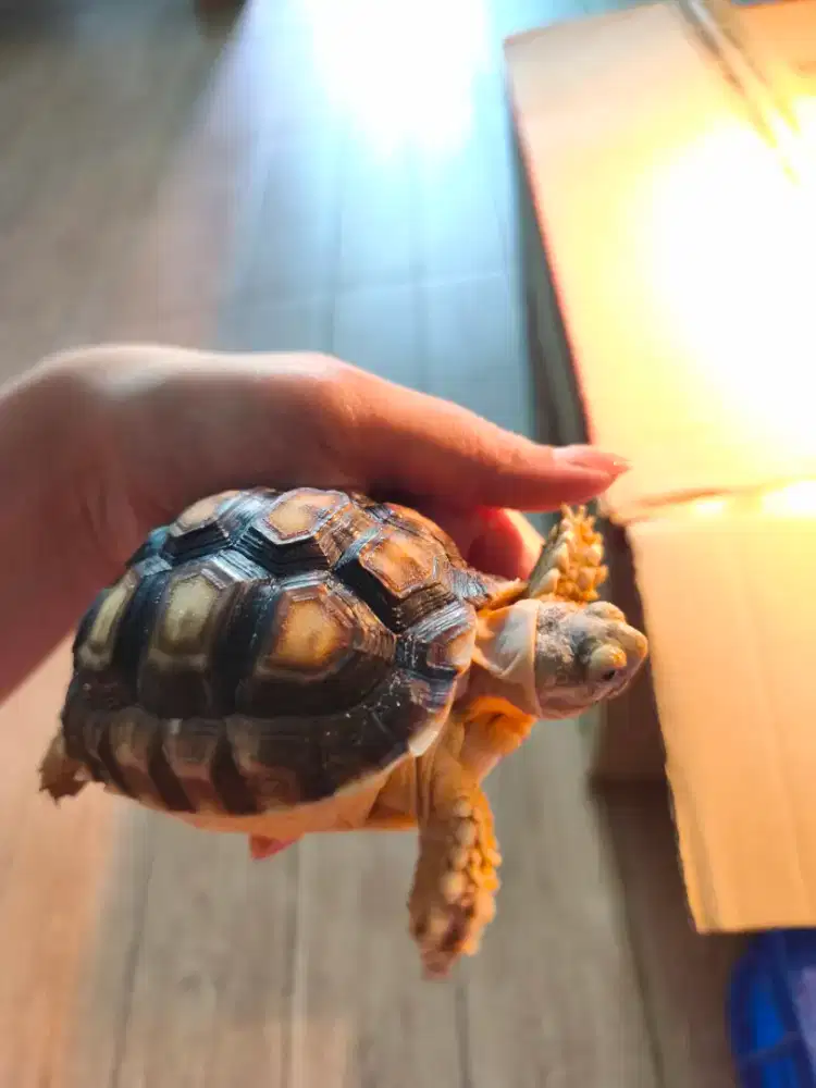 kura sulcata baby 8/9cm