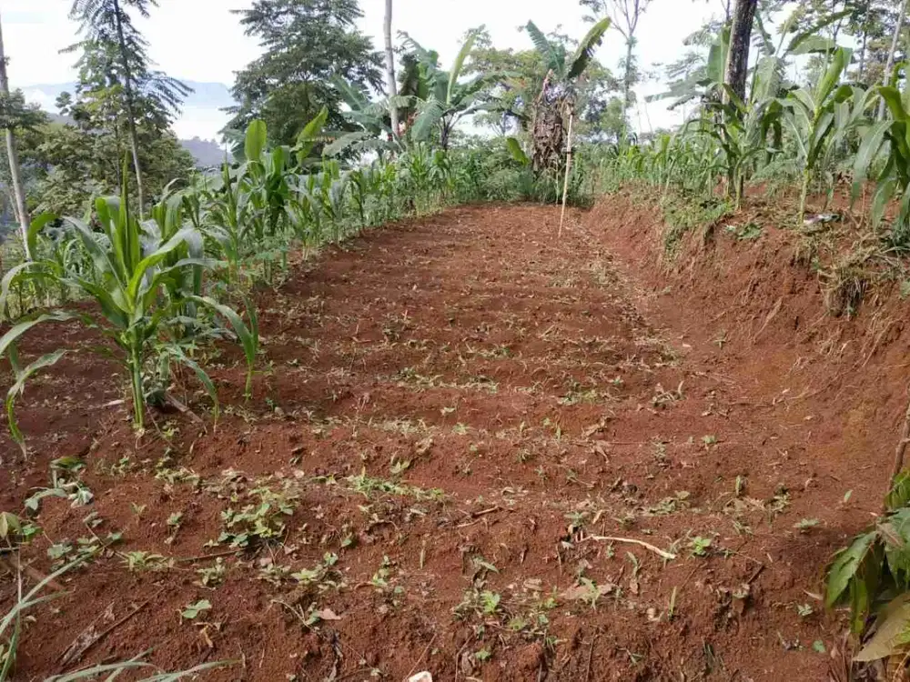 Kebun murah Sindanglaya jarang ada