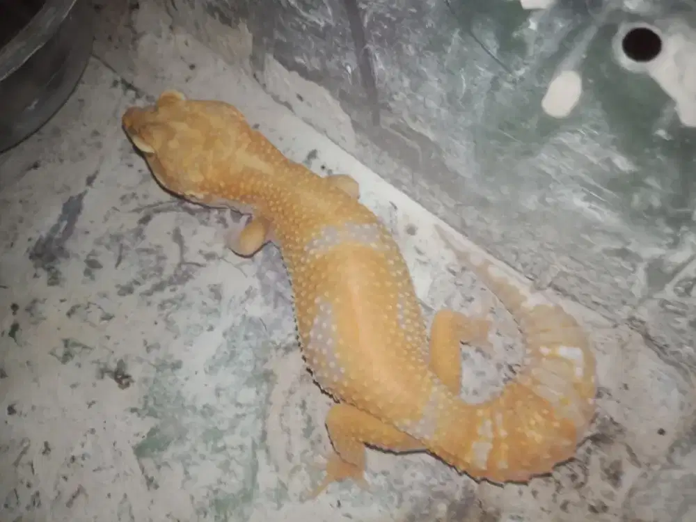 Hewan Reptil Gecko Jantan