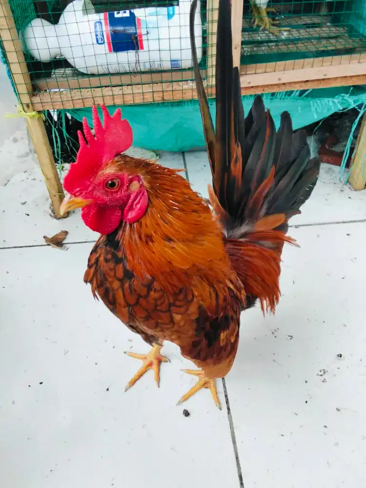Ayam kate jantan