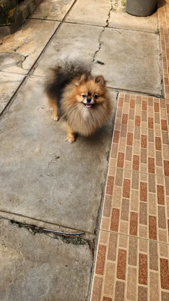 ANJING POM BETINA