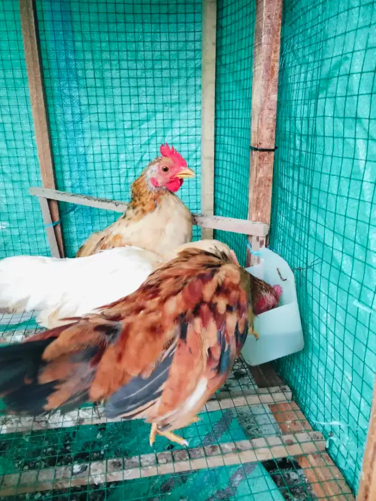 Ayam kate (3 ekor)