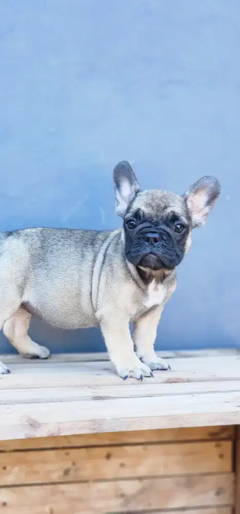French bulldog betina