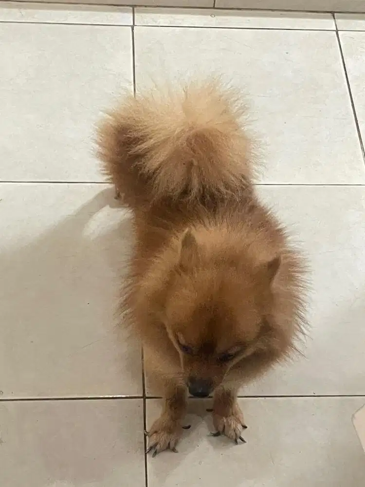 Jasa Pacak Anjing Super Minipom