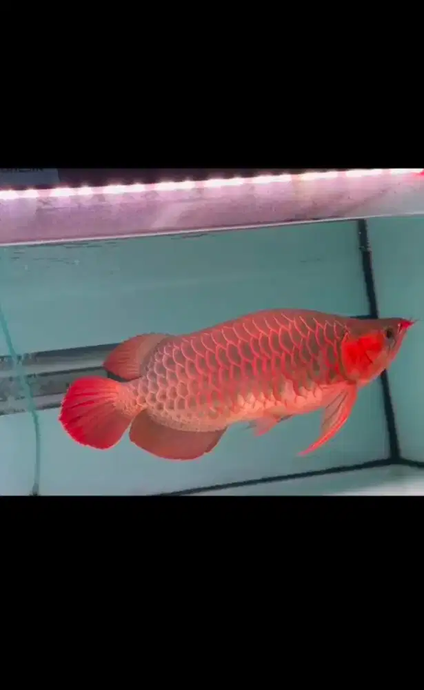 arwana super red SB
