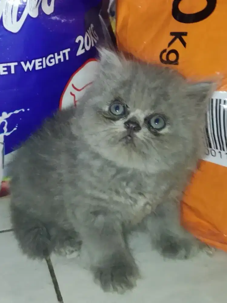 Kitten abu solid Jantan