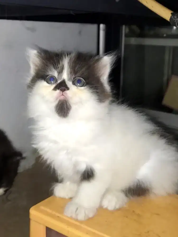 Kitten Persia Betina