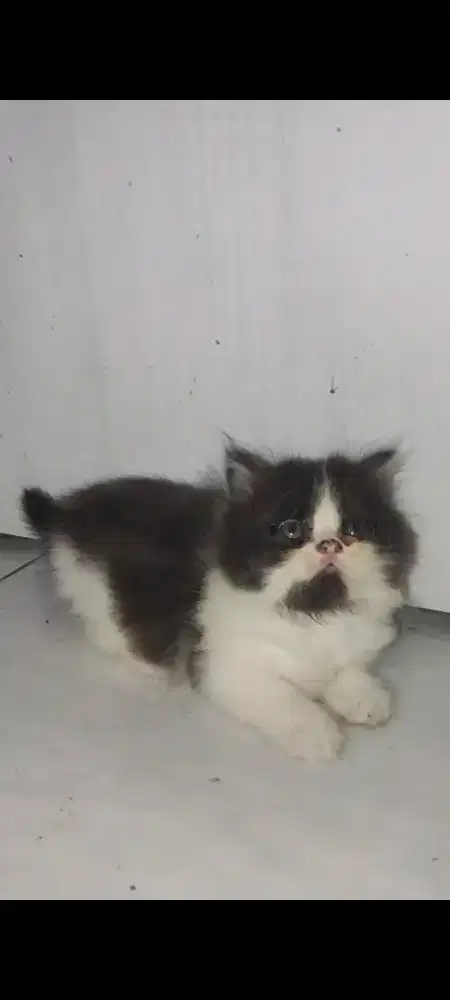 Kitten Persia Jantan