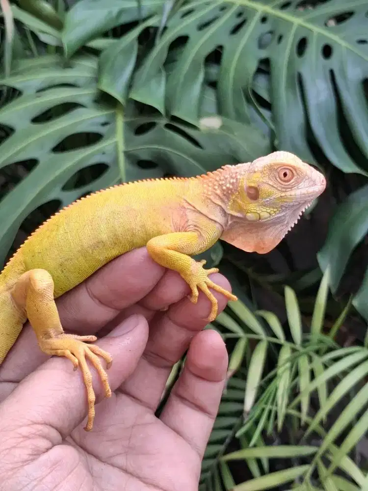 IGUANA RED ALBINO