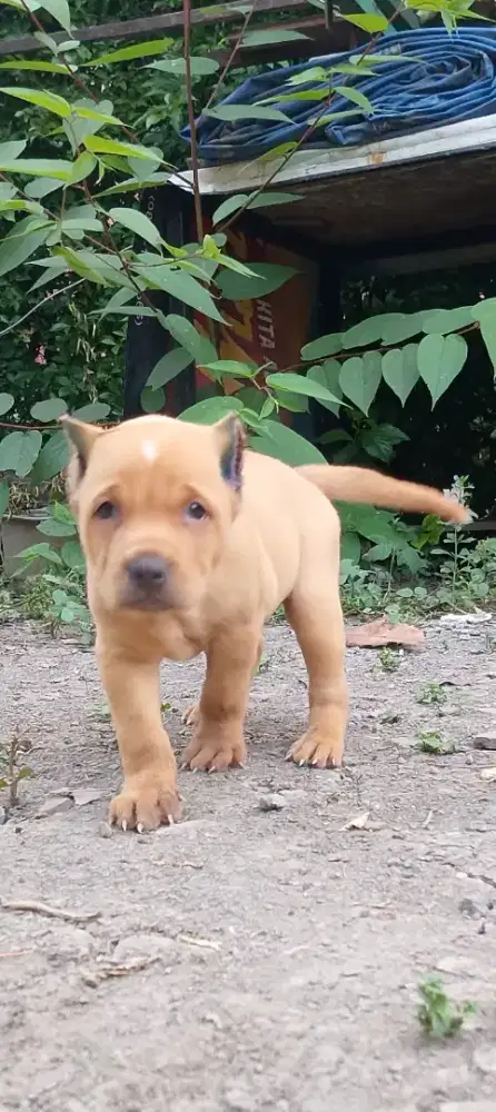 Pitbul jntan 1.5 bln big size non stbm