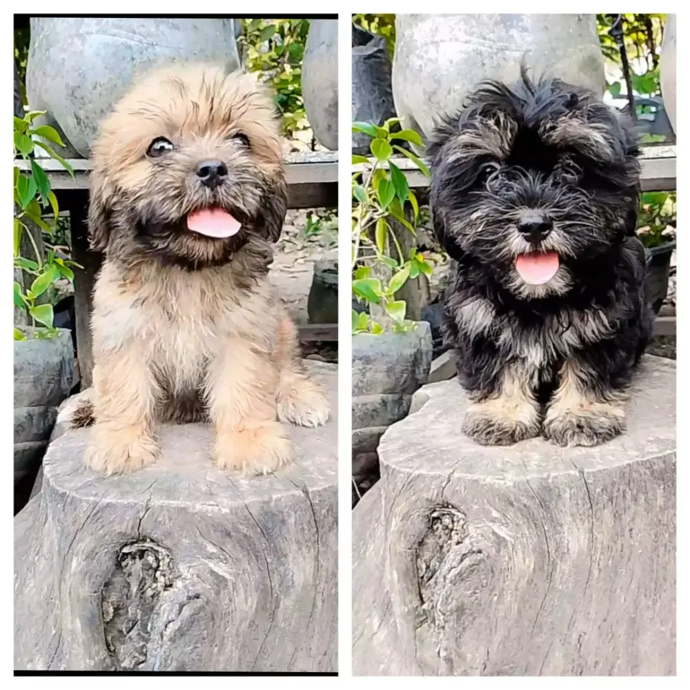 Sitzhu spasang 2 bln lucu