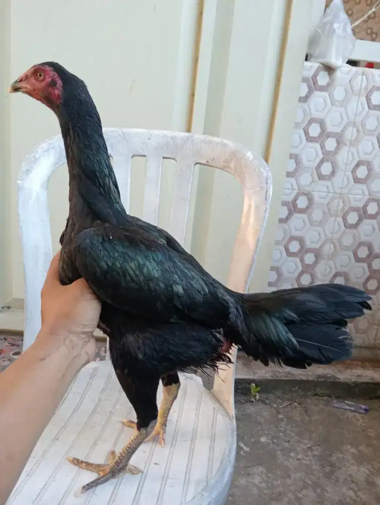 Ayam betina koytrad semi brakot