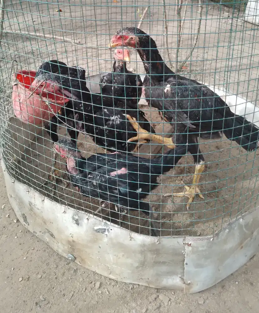 Anak Ayam Bangkok Jumbo