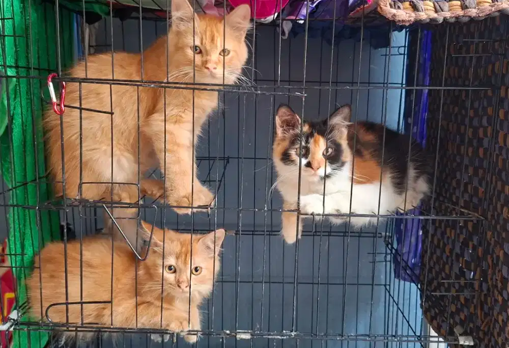 Kucing umur 5 bulan