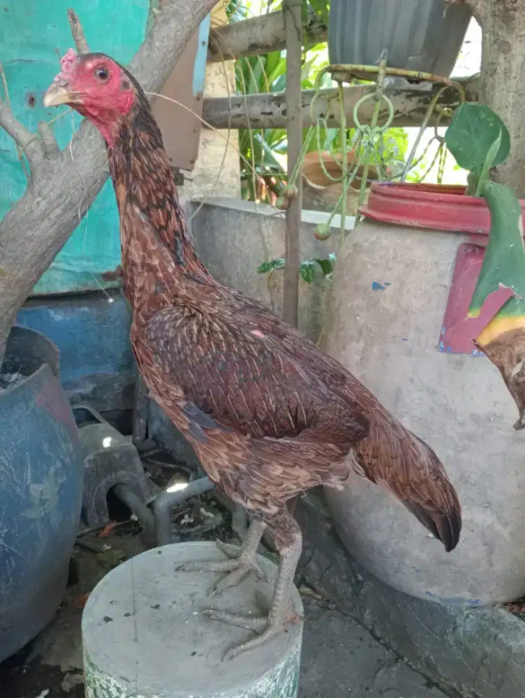 Ayam Betina pamangon siap untuk ternak