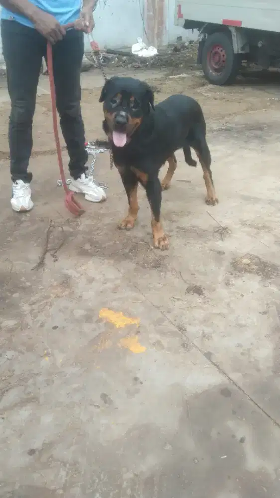 Rottweiler betina 1 tu 10 bulan