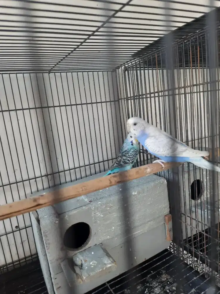 Burung parkit 1 pasang