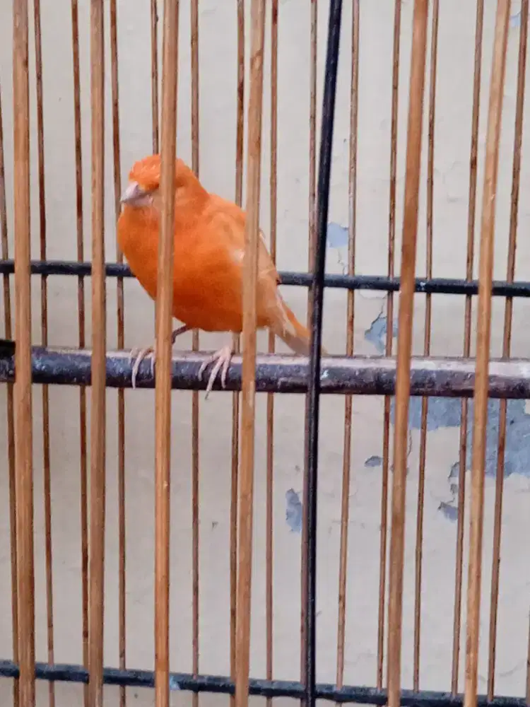 Burung kenari merlok lokal,di jual full set udah gasor