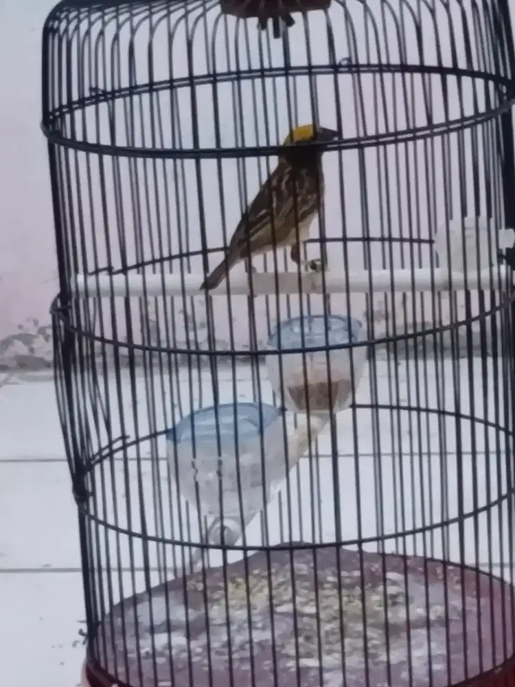 Burung manyar pala kuning di jamin rajin