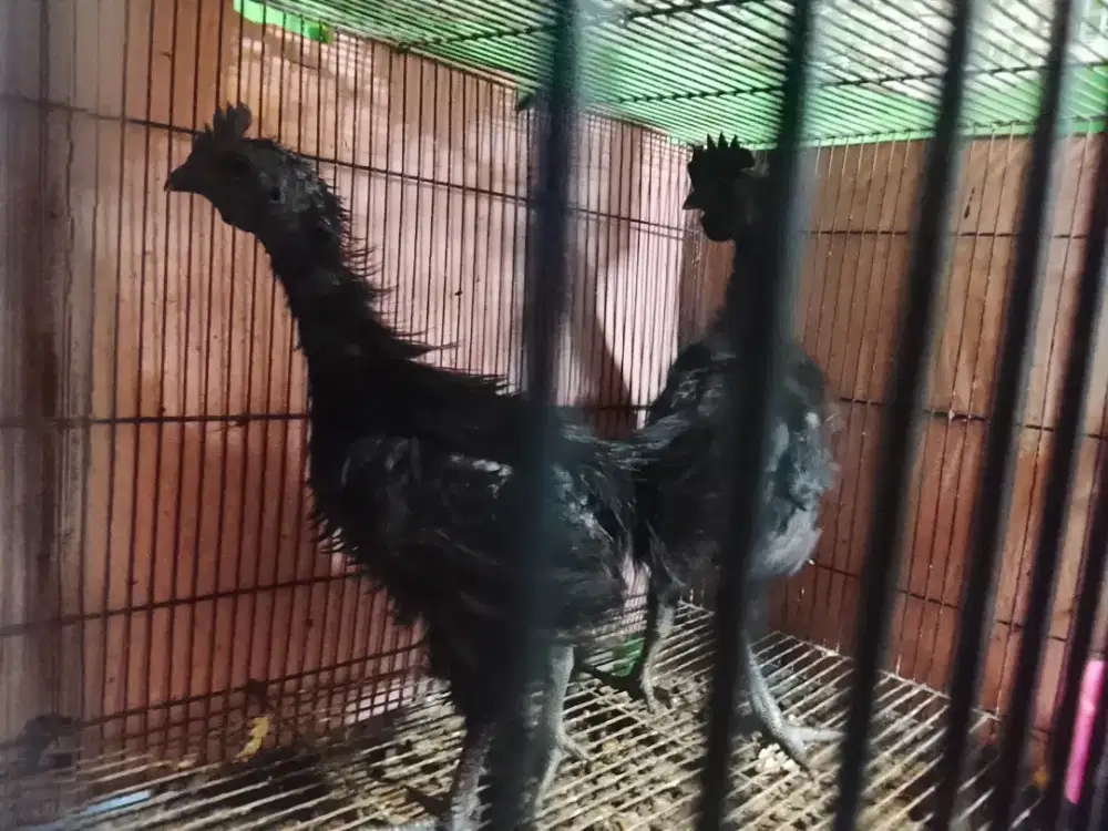 Ayam cemani lidah hitam