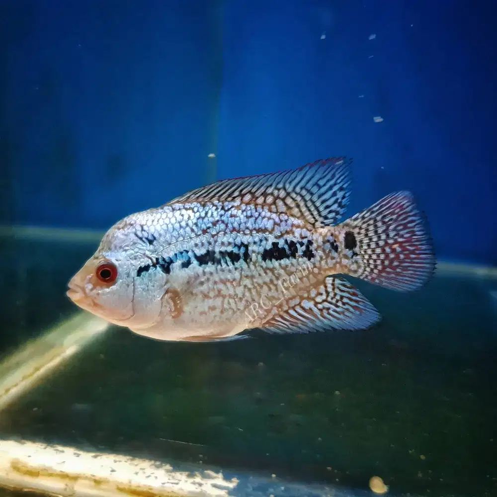Louhan Cenchu bahanan jantan