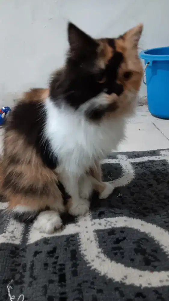 Kucing Yg minat adopsi monggo