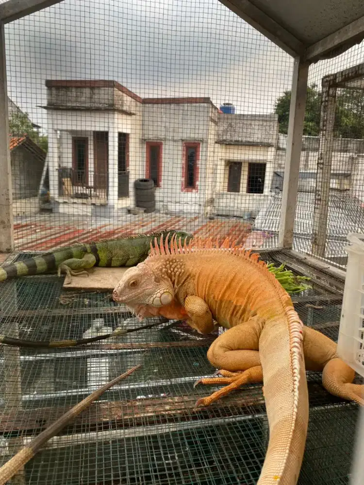 Iguana green albino jumbo