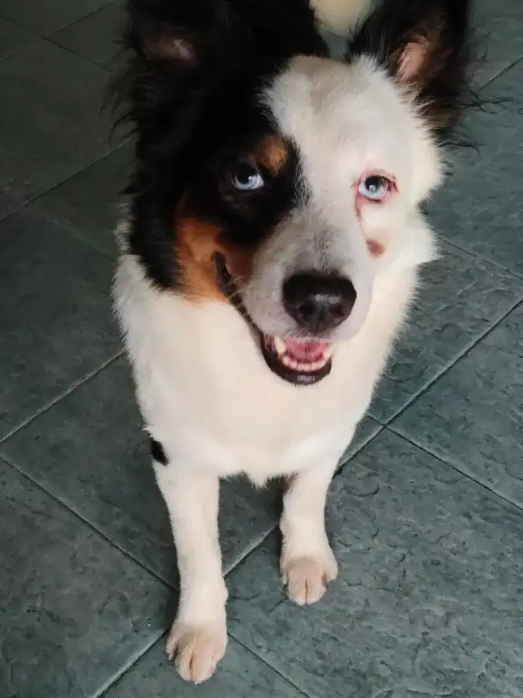 Jual anjing peliharaan