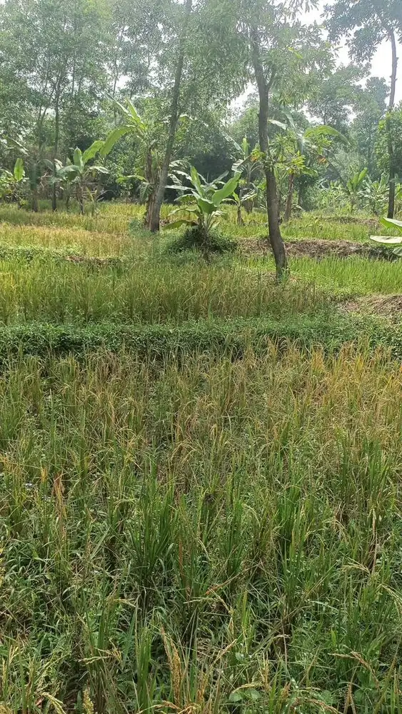 Di Jual Cepat Tanah 1.406M2 SHM