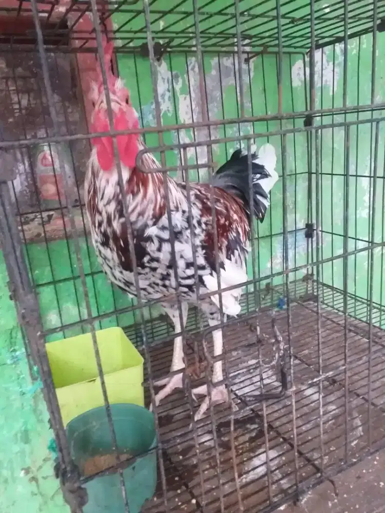 Ayam ketawa trah bagus sepasang