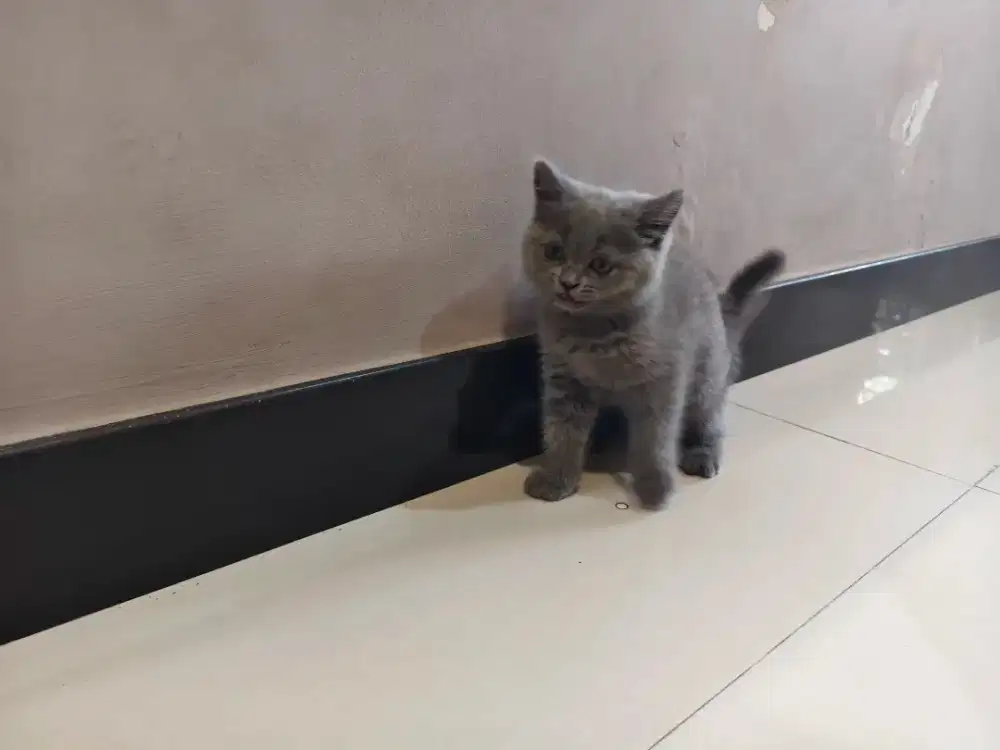 Kucing BSH British Shorthair Kitten