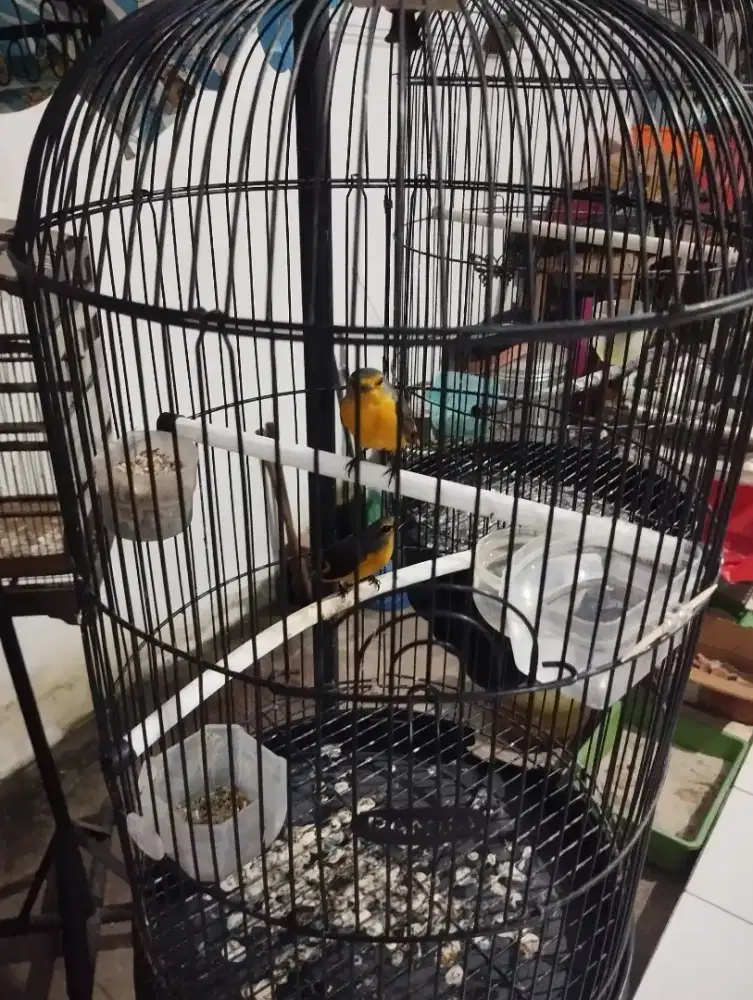 Mantenan mini ada 2 ekor