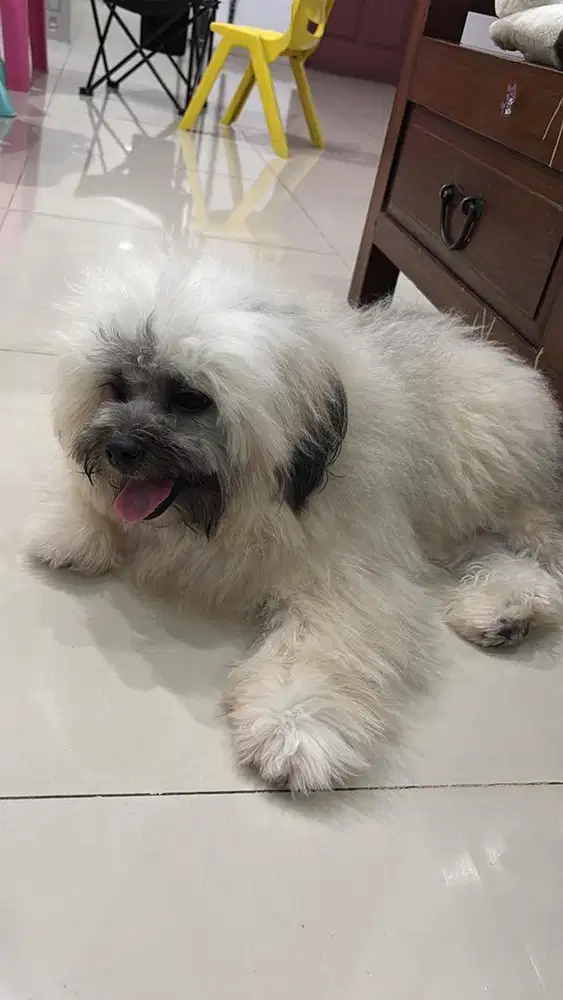 Jual Shih Tzu Jantan 1 Tahun, Sehat, Sudah Vaksin”