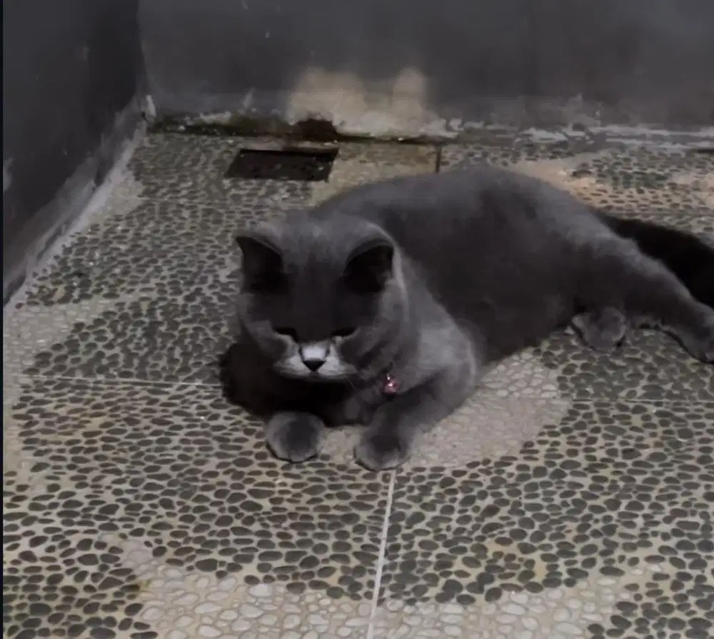 Kucing british shorthair bsh british short hair
