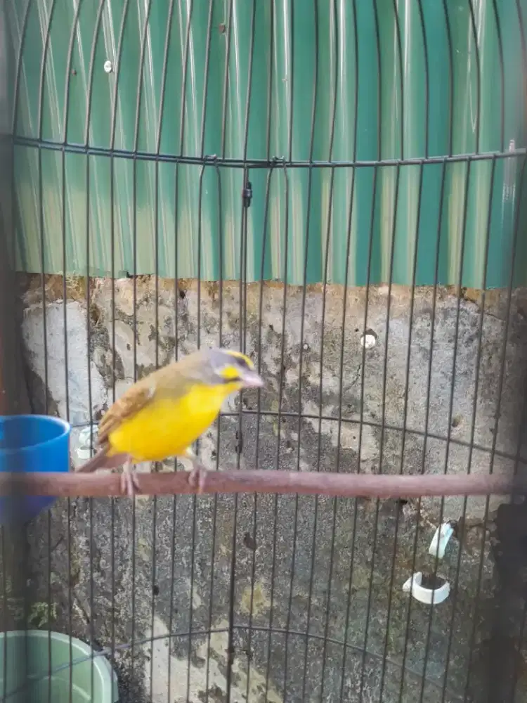 Burung mozambik