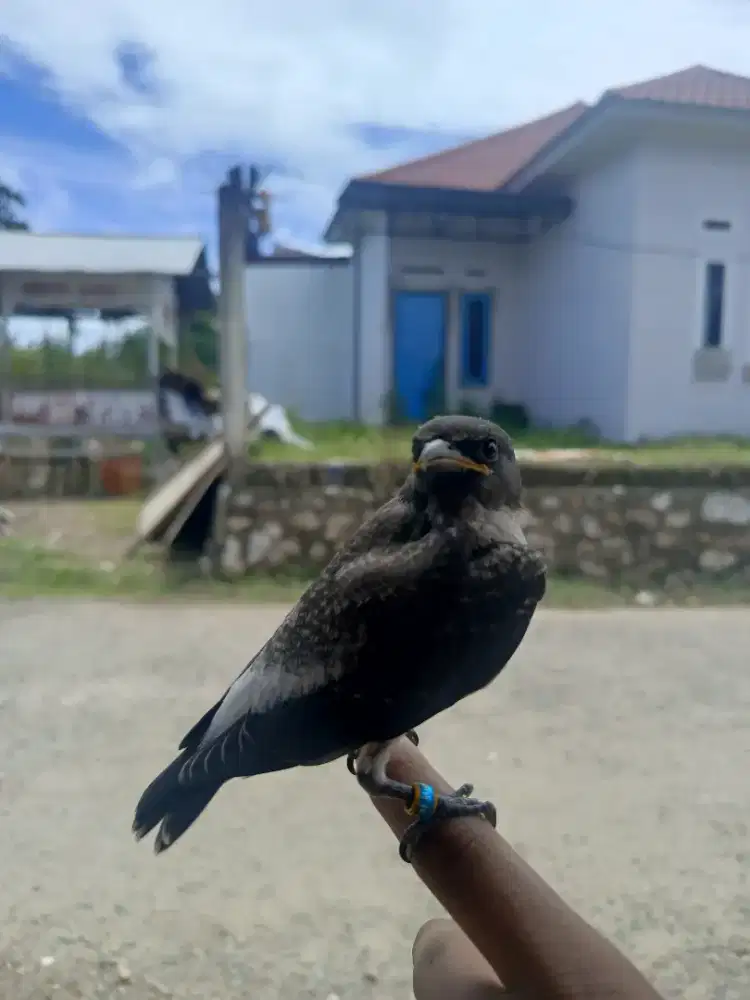 Kekep Beby dada putih