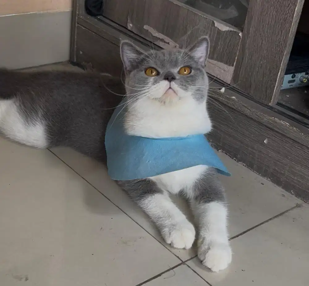 Kucing british shorthair bsh british short hair