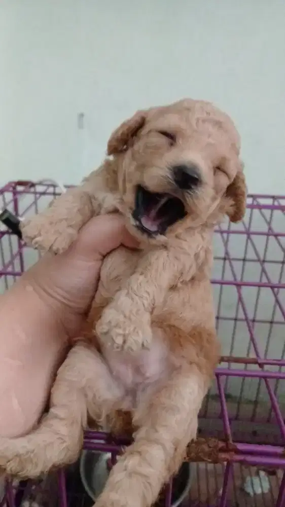 POODLE BETINA APRICOT