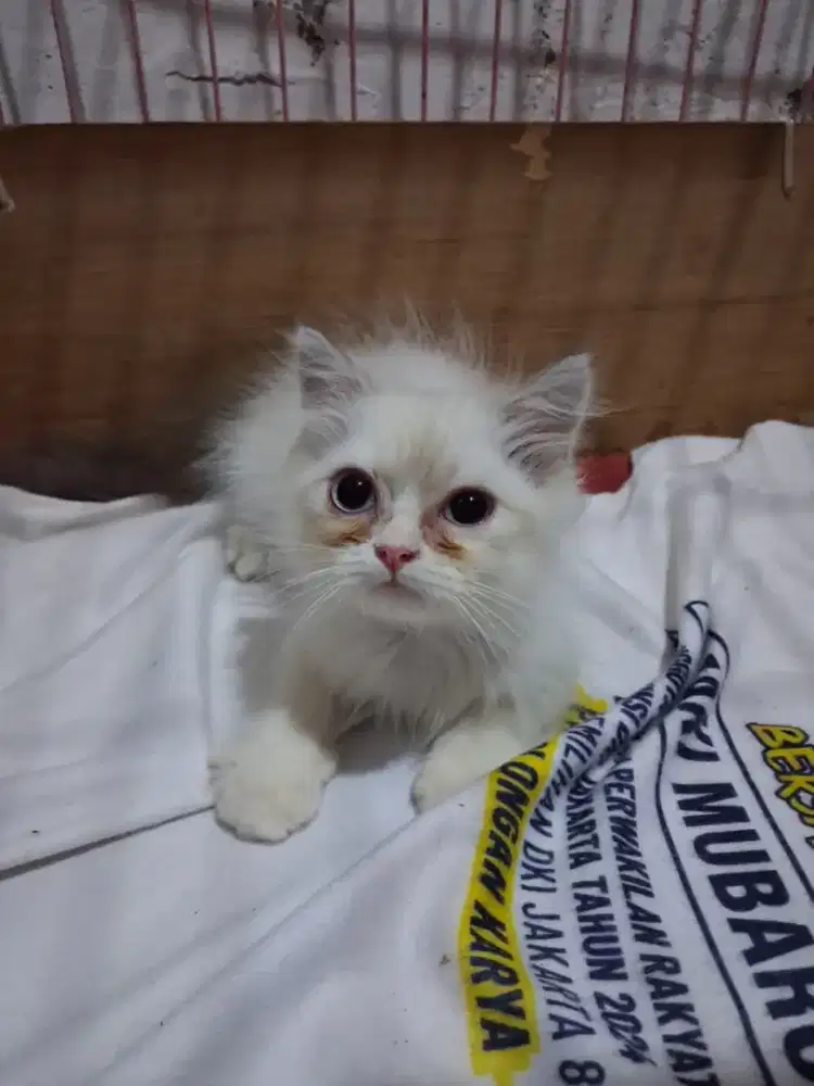 Kitten persia x Himalaya