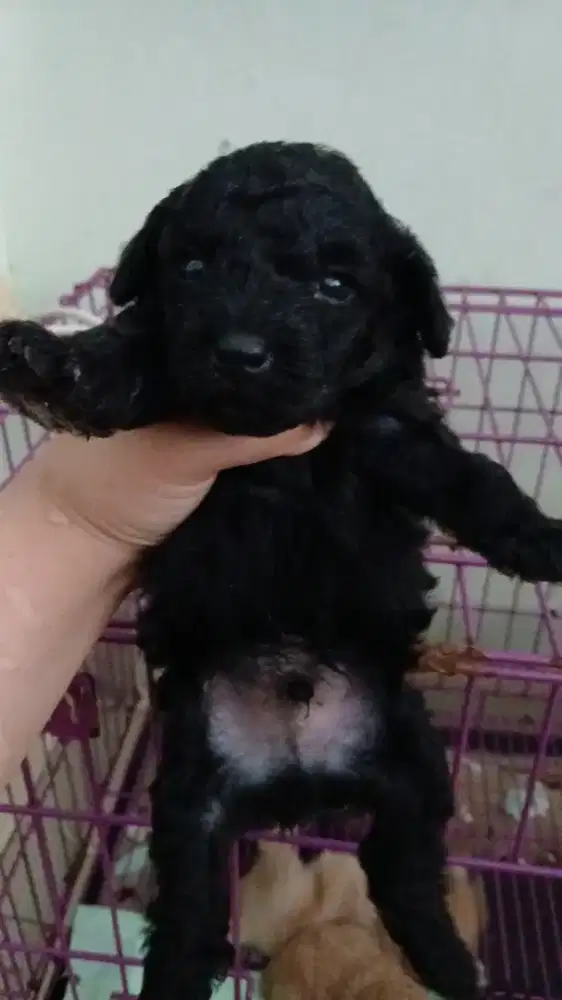 POODLE JANTAN BLACK