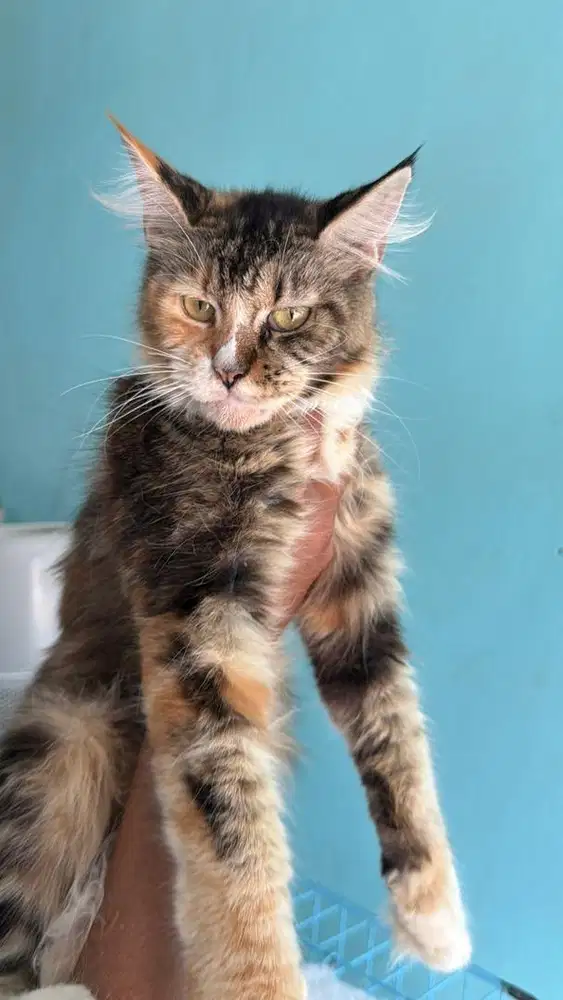 mainecoon pedigree betina