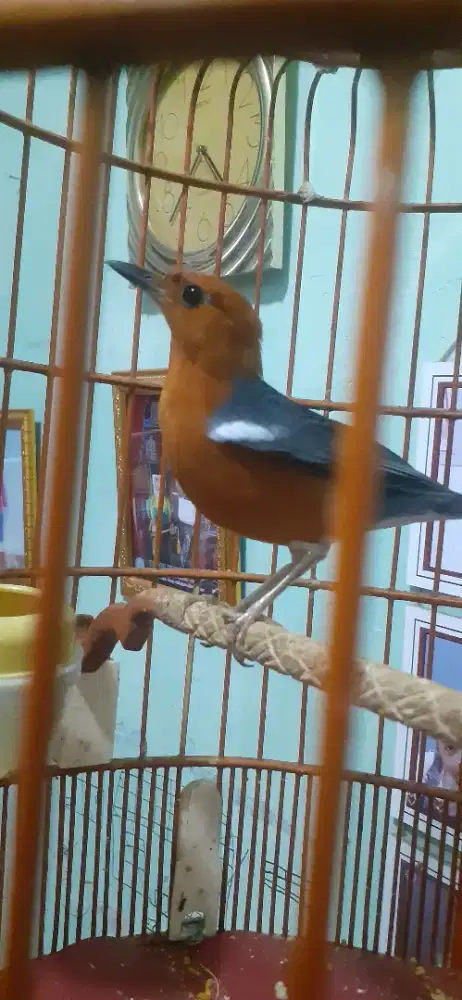 Anis merah gacor