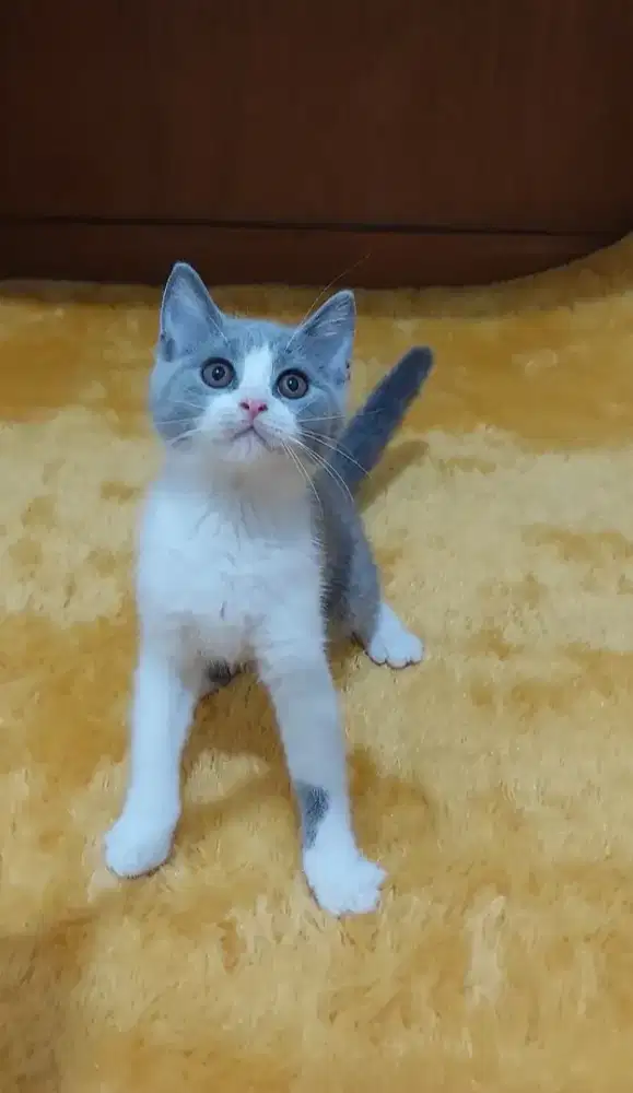 Kucing british shorthair kitten bsh bicolor blue jantan betina
