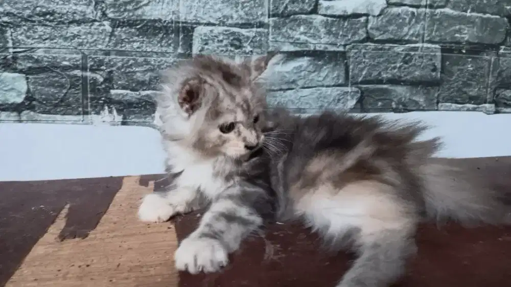 Kitten mainecoon