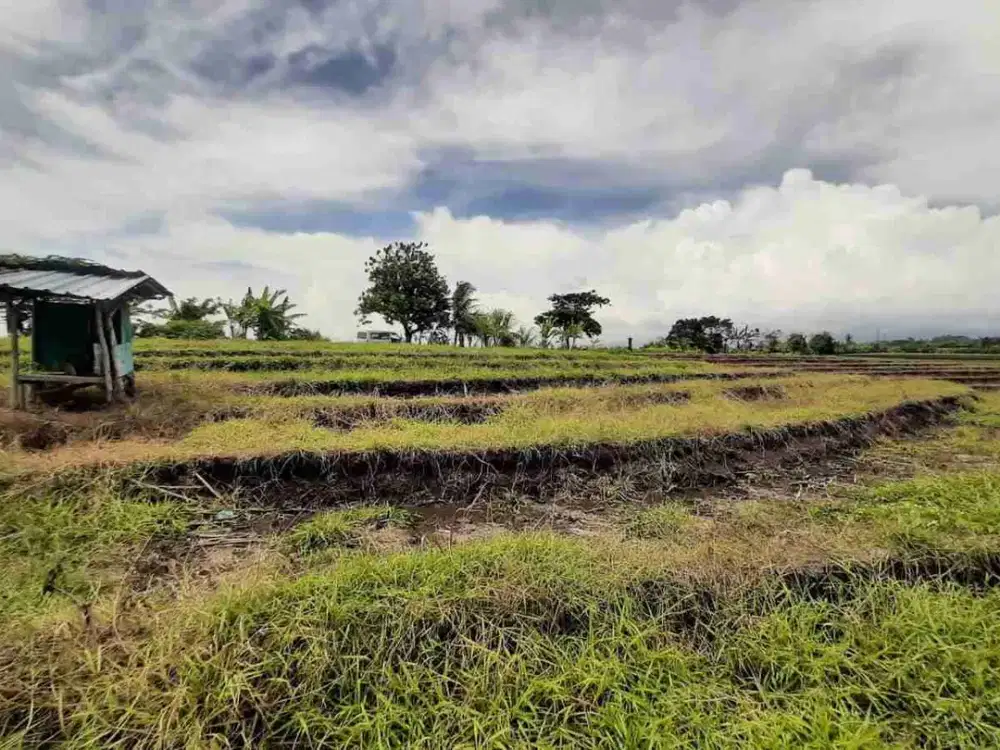 Tanah Sawah Subur di Tabanan Bali. SHM