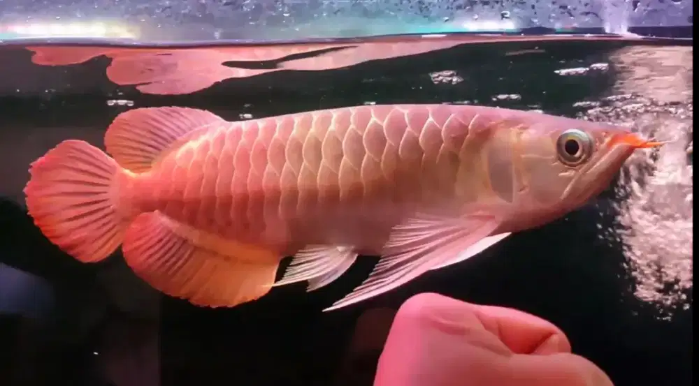 Arwana Super Red 40cm