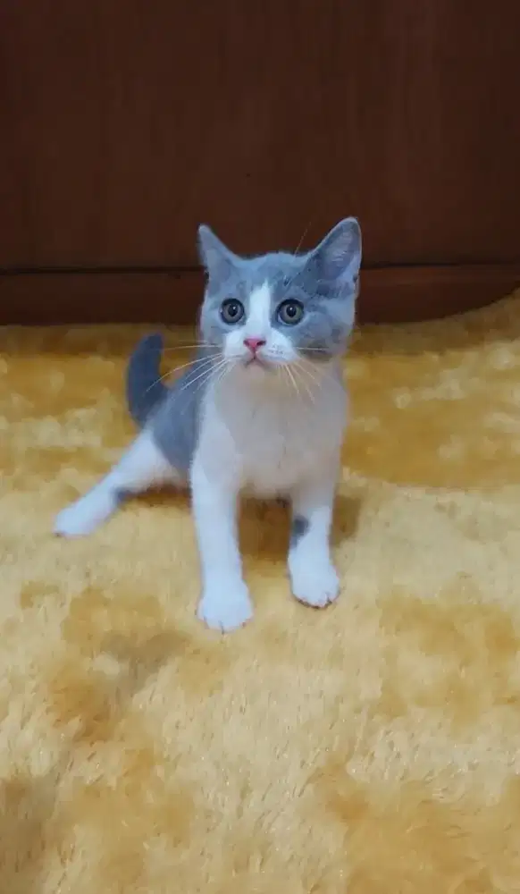 Kitten british shorthair kucing bsh british shorthair cat bicolor blue